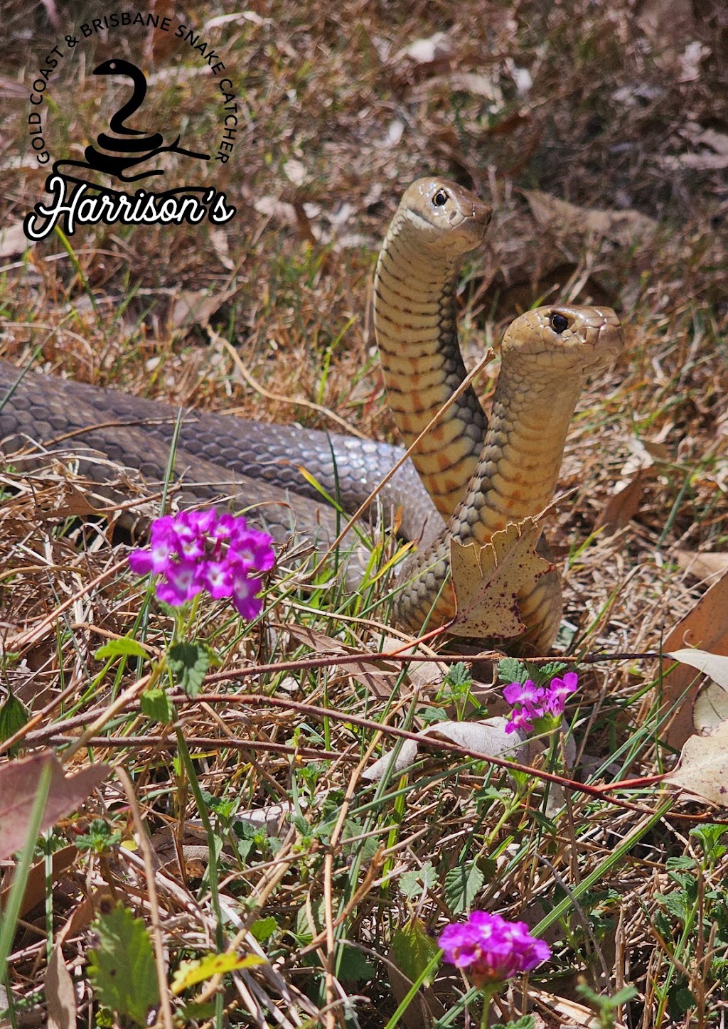 Harrisons Snake Catcher Logan | 312 Steele Rd, Logan Village QLD 4207, Australia | Phone: 0401 263 296 Harrisons Snake Catcher Logan | 312 Steele Rd, Logan Village QLD 4207, Australia | Phone: 0401 263 296