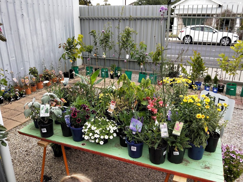 Traffic Blooms | 97 Scott St, Bordertown SA 5268, Australia | Phone: 0435 583 694