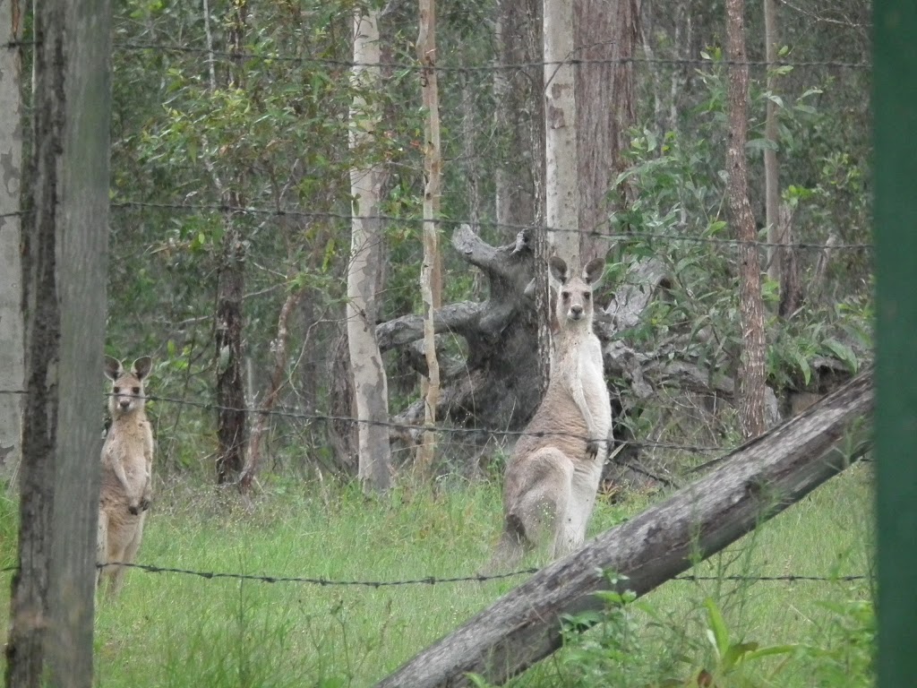 Back to the Bush | lodging | 498 Glenbar Rd, Woocoo QLD 4620, Australia | 0412172332 OR +61 412 172 332