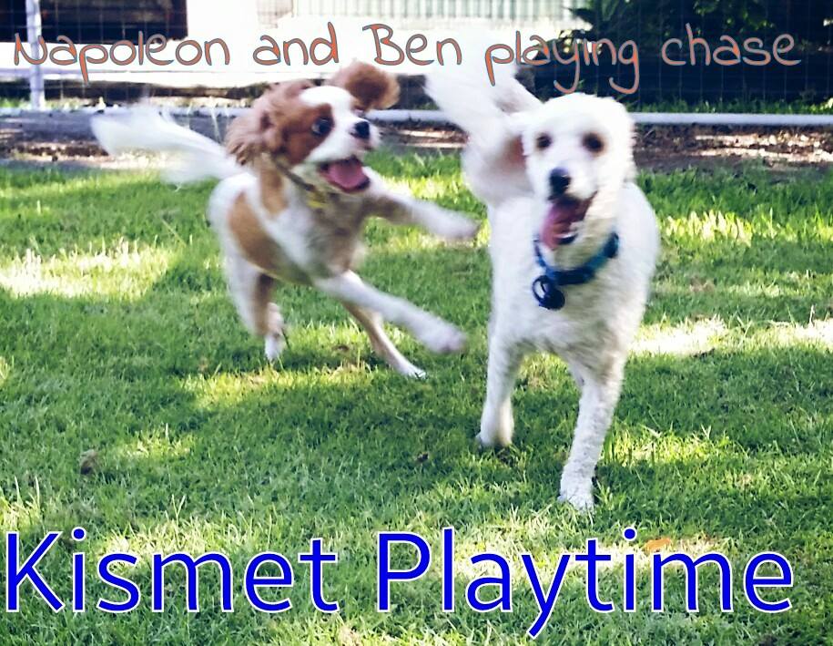 Kismet Pet Resort | 96 Formosa Rd, Gumdale QLD 4153, Australia | Phone: (07) 3390 4801