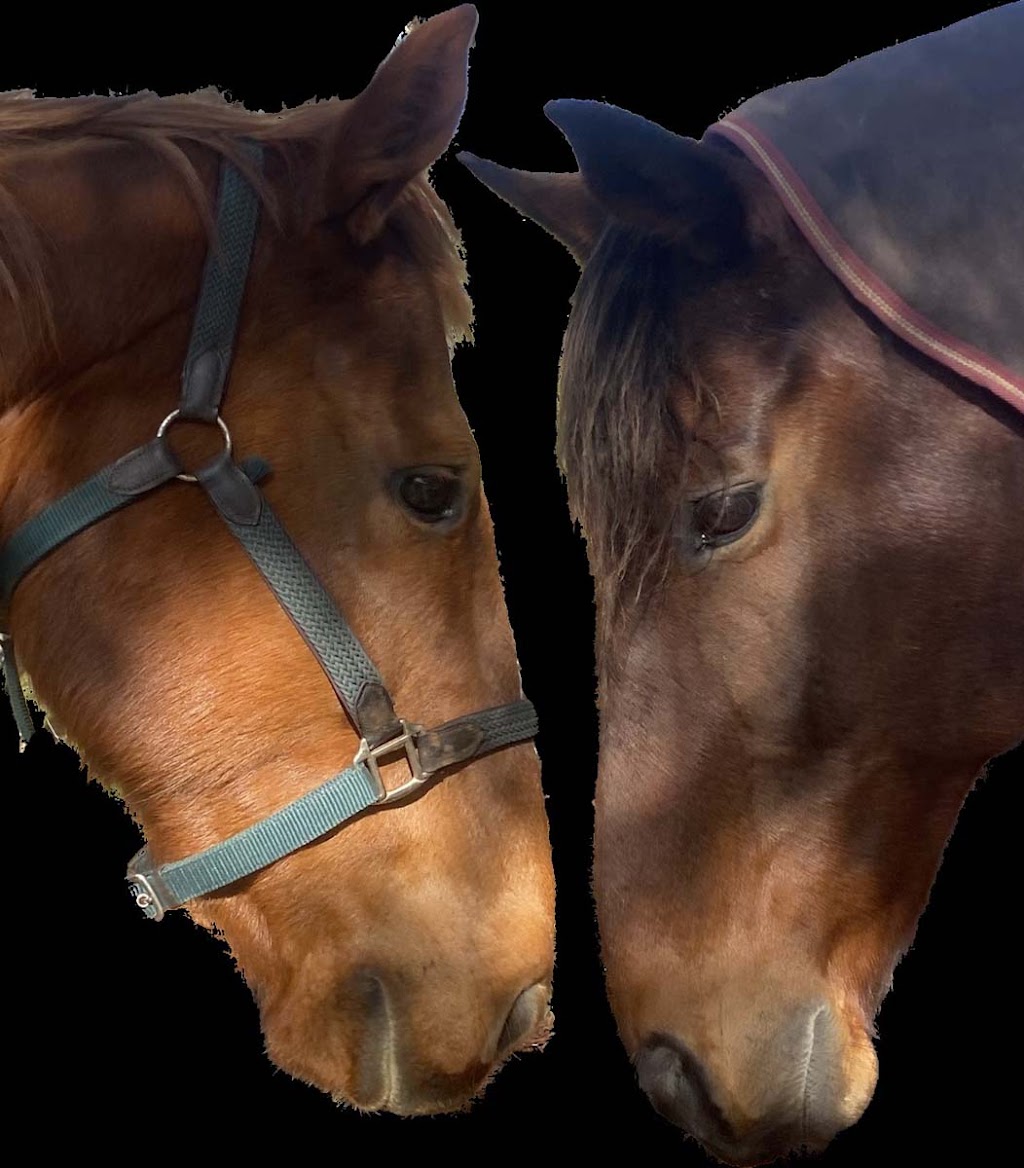 Seen and Herd Equine Assisted Therapy | 74 Hunts Rd, Kulnura NSW 2250, Australia | Phone: 0413 369 507