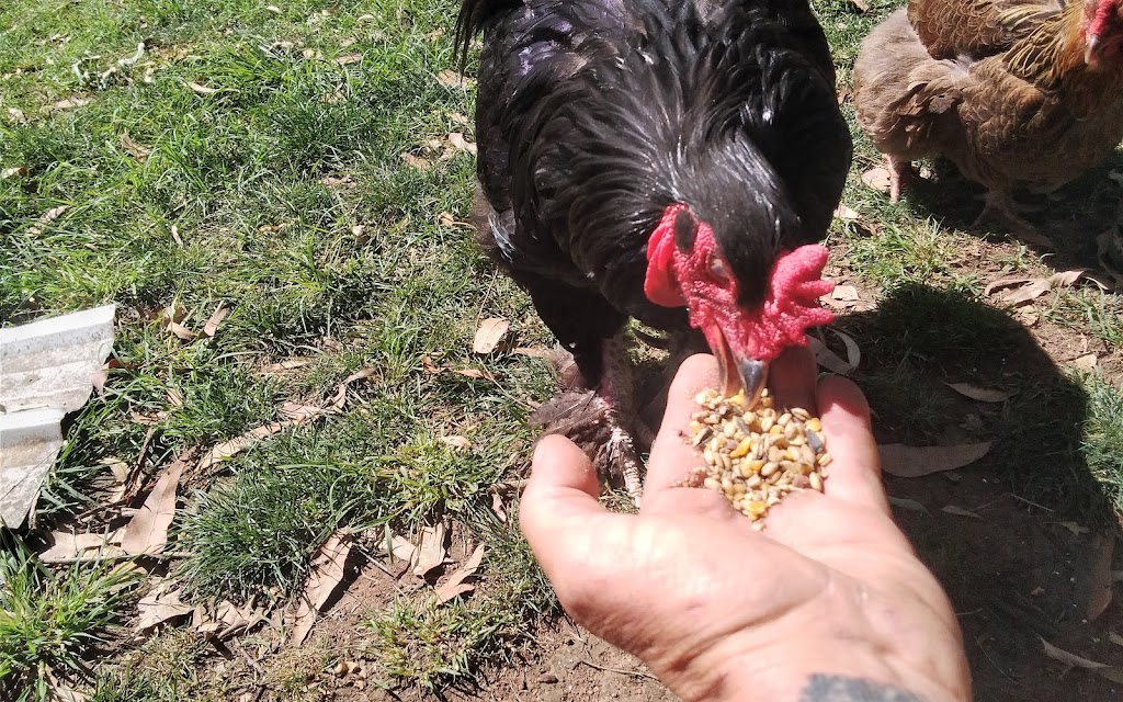 Black on black poultry | food | The Bucketts Way, Tinonee NSW 2430, Australia | 0438680391 OR +61 438 680 391