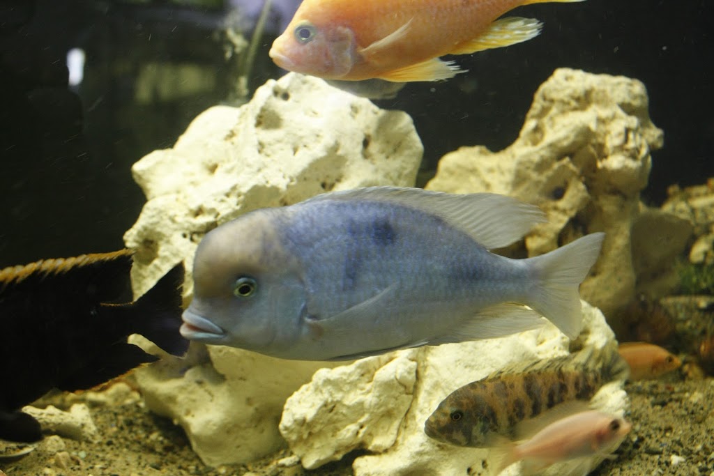 Coffs Coast Aquarium Maintenance | 51a Old Bucca Rd, Moonee Beach NSW 2450, Australia | Phone: 0435 533 387