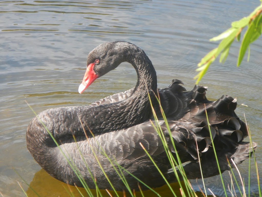 Black Swan Lake | park | 3/6/8 Gold Market Dr, Bundall QLD 4217, Australia