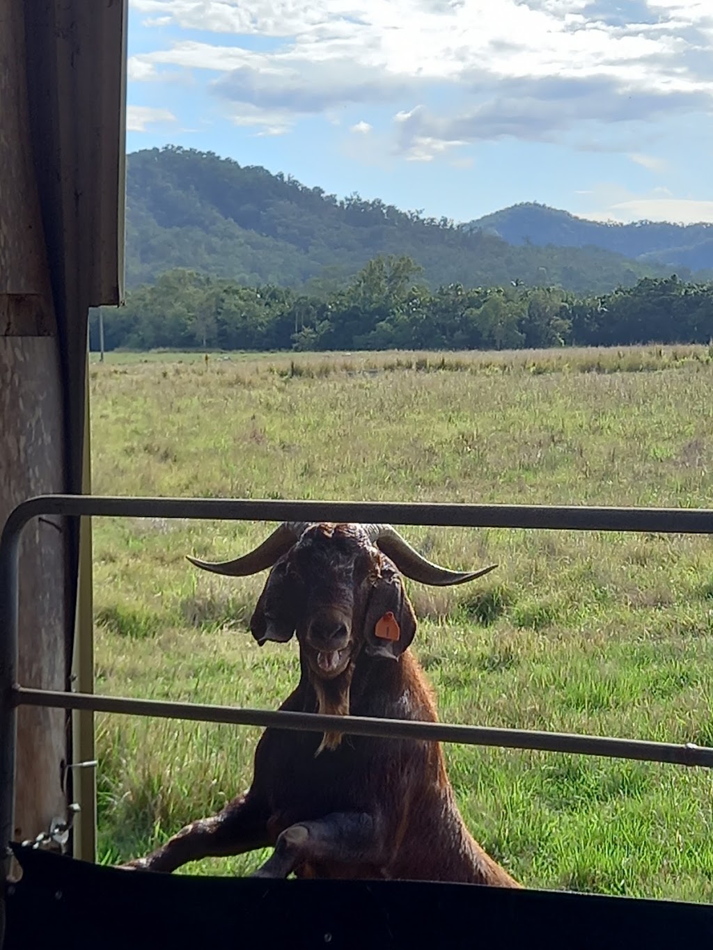 Bush Lemon Farm | 6 Bourkes Rd, Dows Creek QLD 4754, Australia | Phone: 0409 597 048