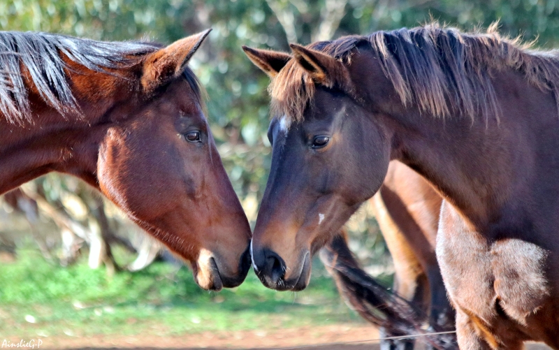 Windamere Horse Haven Associated Incorporated | 589 Burfords Hill Rd, Mount Torrens SA 5244, Australia | Phone: 0434 944 194