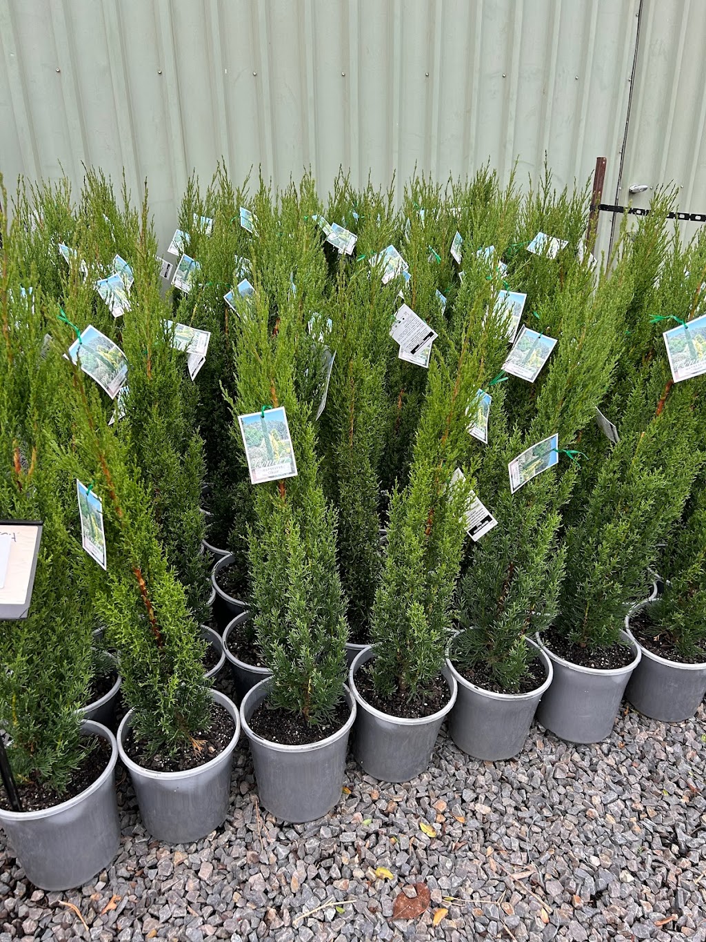 Garden queen plants sales | 14 Queensberry Ct, Hillside VIC 3037, Australia | Phone: 0470 622 773