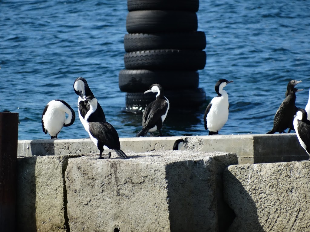 Kangaroo Island Marine Adventures | Kingscote Wharf, Kingscote SA 5223, Australia | Phone: (08) 8553 3227