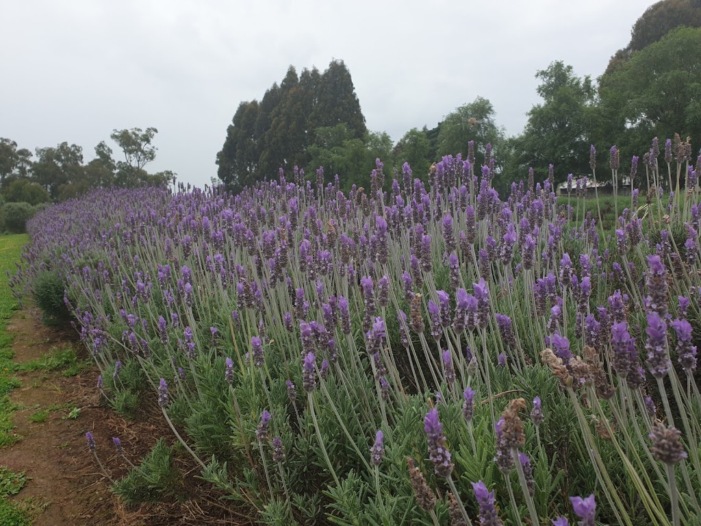 Warratina Lavender Farm | 105 Quayle Rd, Wandin North VIC 3139, Australia | Phone: (03) 5964 4650