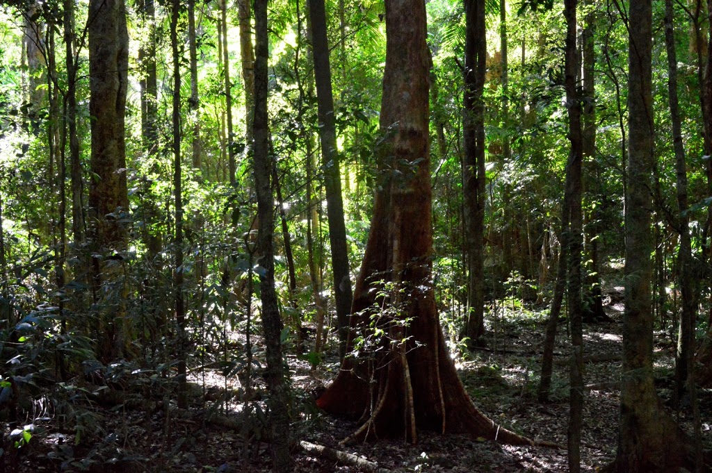 Iron Pot Creek Picnic and Camping Area | Toonumbar National Park NSW 2474, Australia | Phone: 1300 072 757