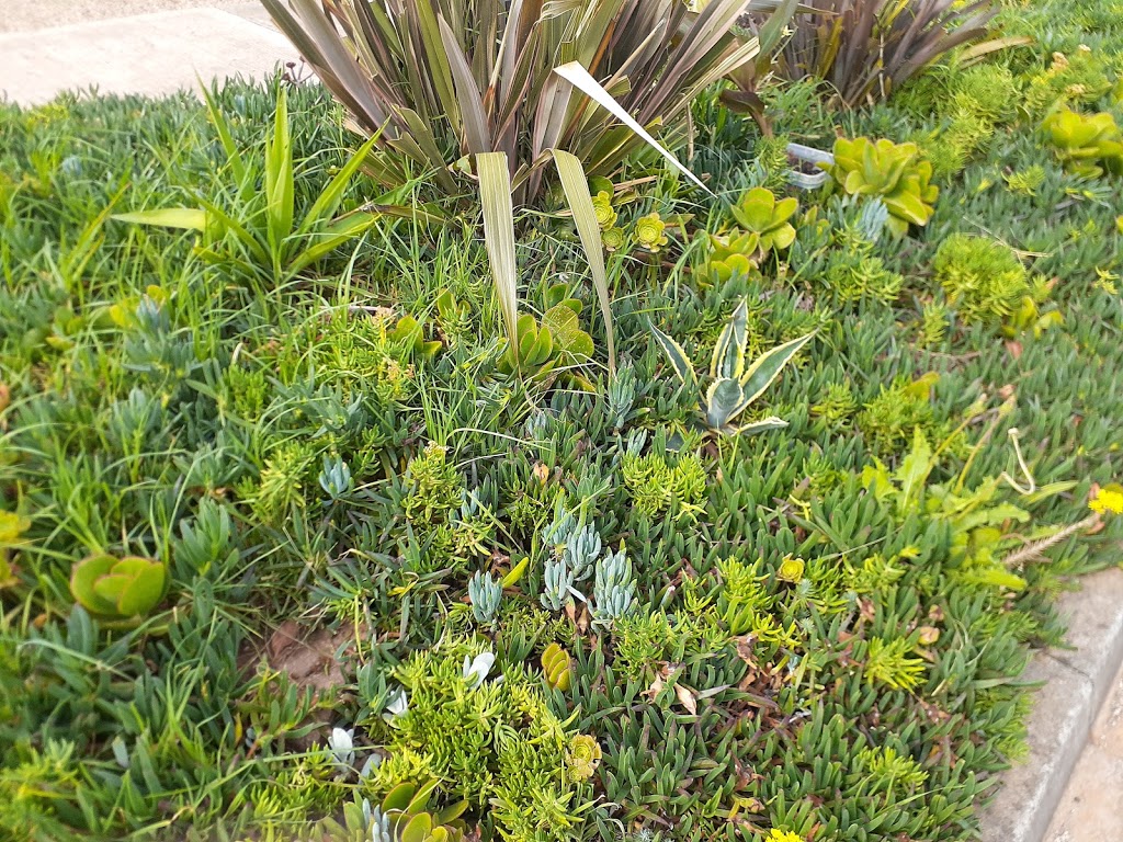 Naturestrip of Succulents | park | Epping VIC 3076, Australia