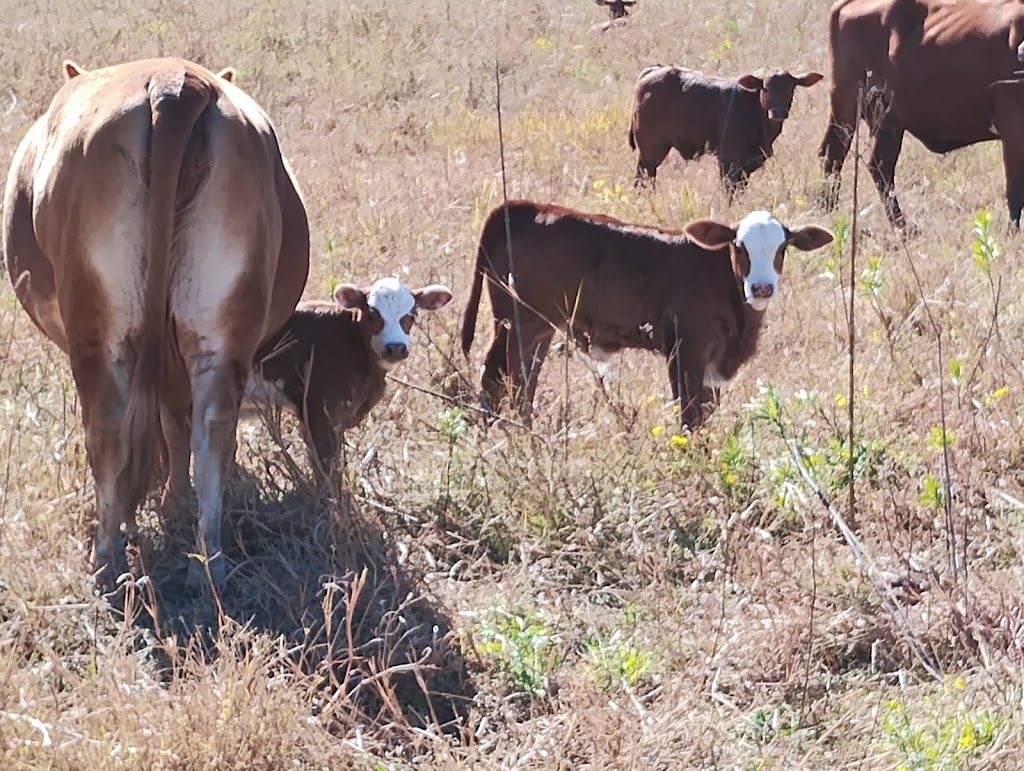 Larapinta Campers & Cows | 419 Christmas Creek Rd, Laravale QLD 4285, Australia | Phone: 0460 853 445