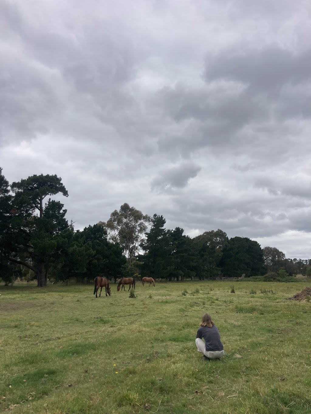 ME Animal Assisted Wellness | 214 Eramosa Rd W, Moorooduc VIC 3933, Australia | Phone: 0416 122 946