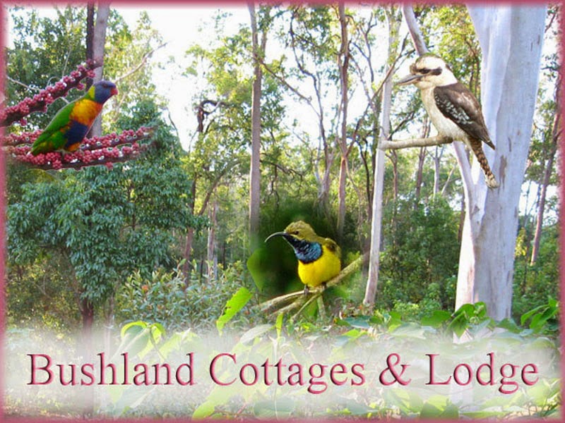 Bushland Cottages and Lodge | real estate agency | 4 Mulgrave Rd, Yungaburra QLD 4884, Australia | 0417646088 OR +61 417 646 088