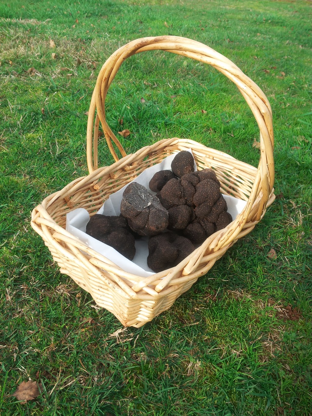 Yarra Valley Truffles | 70 Owens Rd, Woori Yallock VIC 3139, Australia | Phone: 0432 878 396