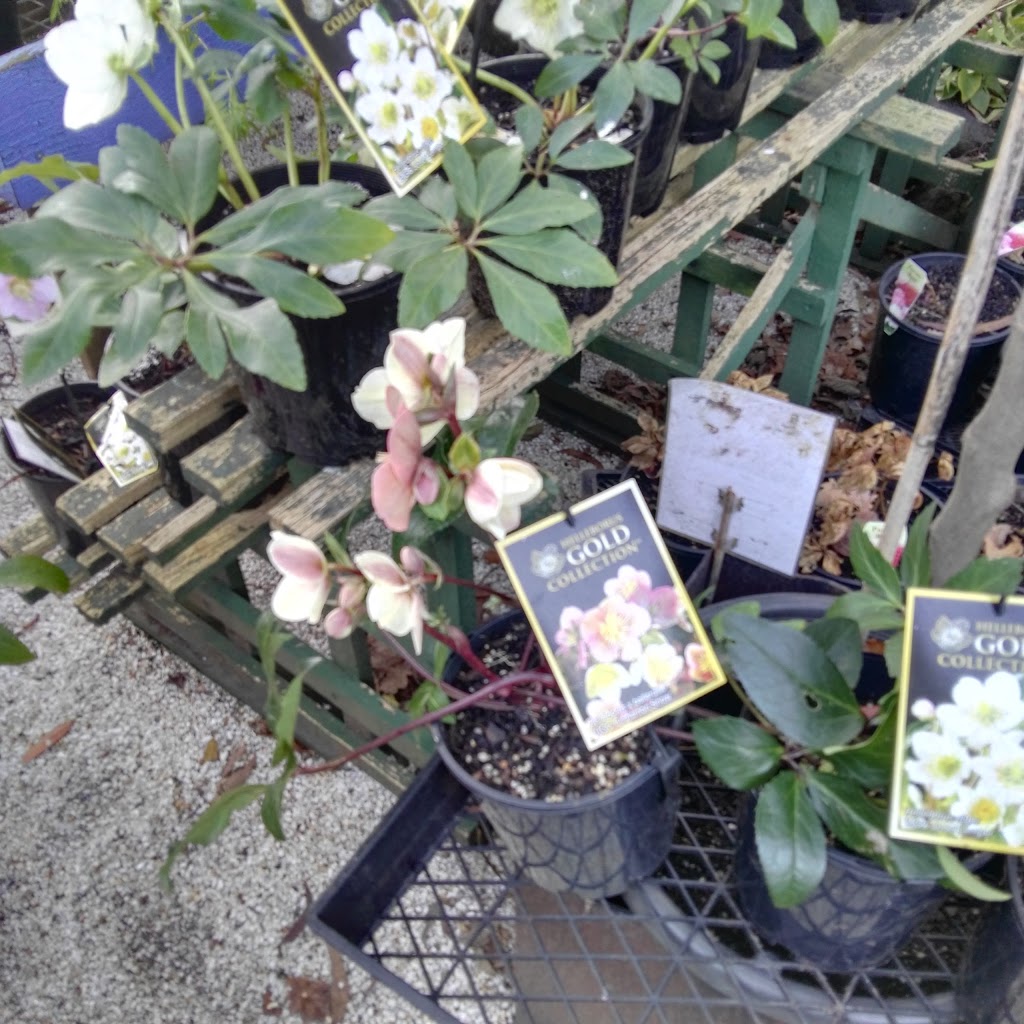 Florilegia Nursery | 683 Mount Macedon Rd, Mount Macedon VIC 3441, Australia | Phone: (03) 5426 4144