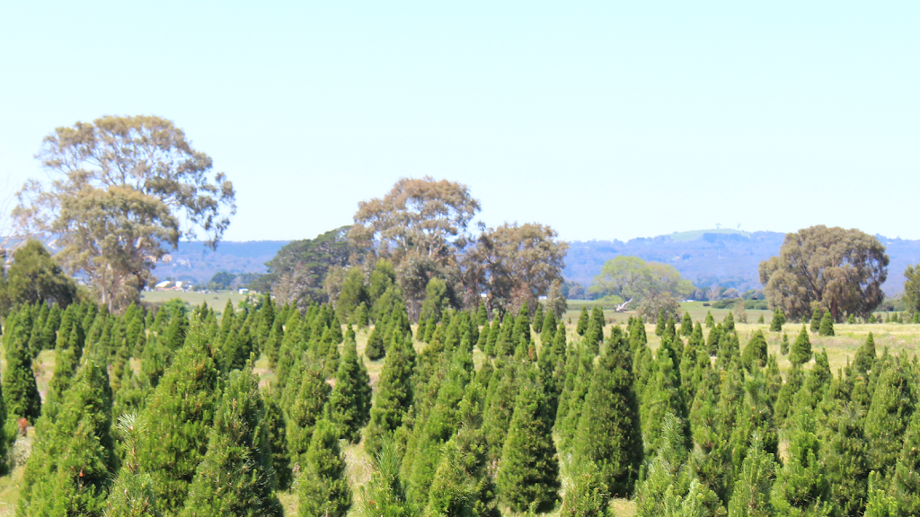 Victoria Christmas Tree Farm |  | Corner of Lightfoot Lane and, Sobeys Rd, Napoleons VIC 3352, Australia | 0401027030 OR +61 401 027 030