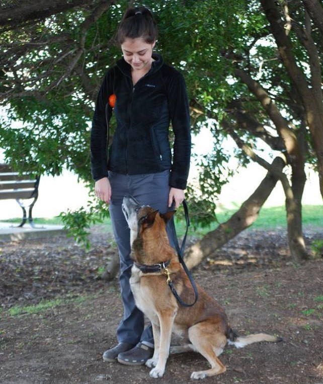 AbiK9 Dog Training | Alstonville NSW 2477, Australia | Phone: 0477 006 431