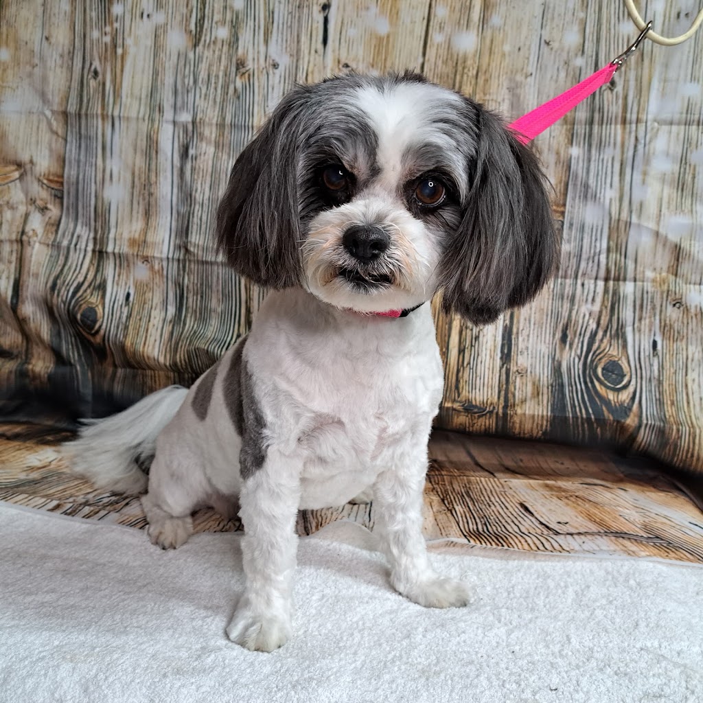 Pawlenes Pooches | 14 Little Chipping Dr, Chirnside Park VIC 3116, Australia | Phone: 0493 729 636