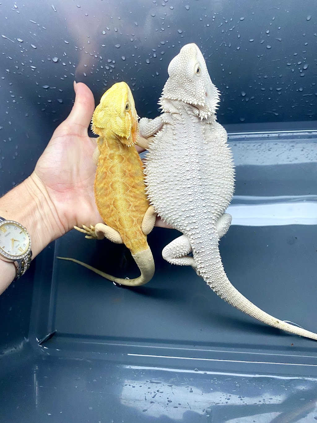 Echos lizard land | pet store | Gatton - Esk Rd, Spring Creek QLD 4343, Australia | 0436399421 OR +61 436 399 421