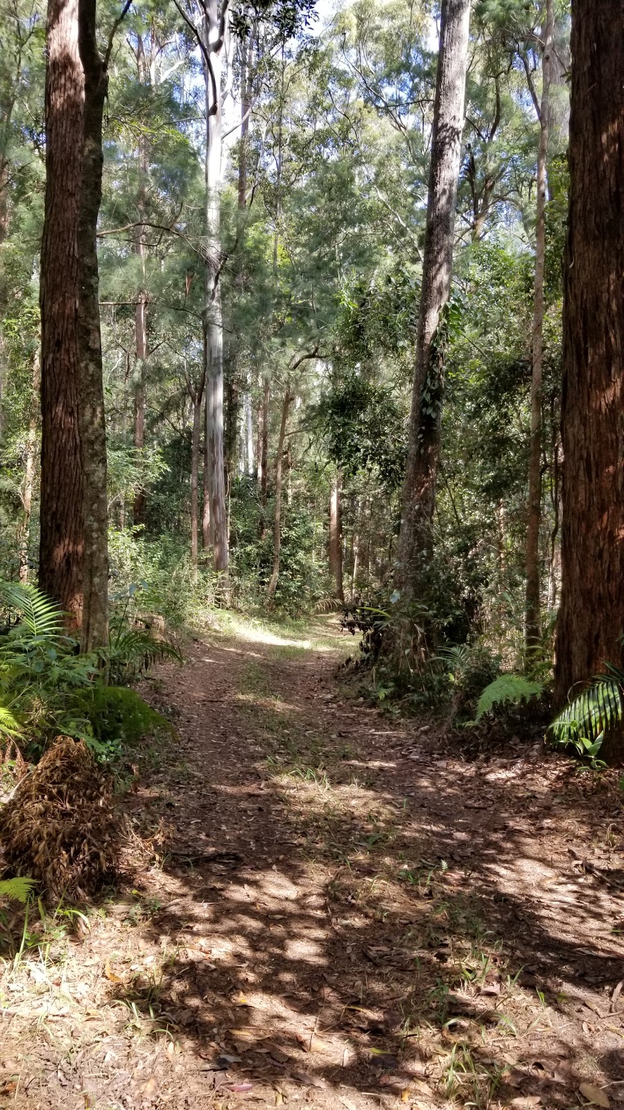 Mount Nullum Nature Reserve | park | Dum Dum NSW 2484, Australia