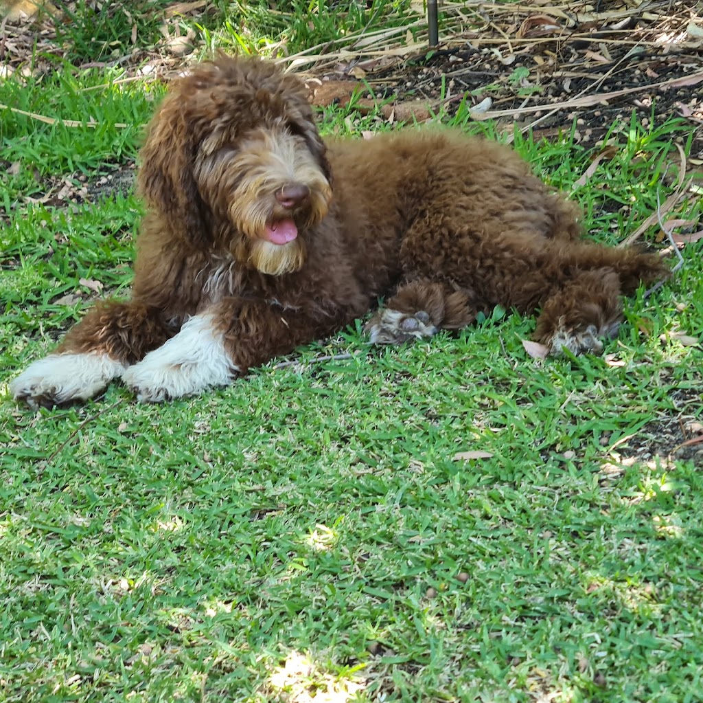 Complete Canine Training Solutions | Pioneer Park, Dawson Ave, Forrestfield WA 6058, Australia | Phone: 0400 818 711