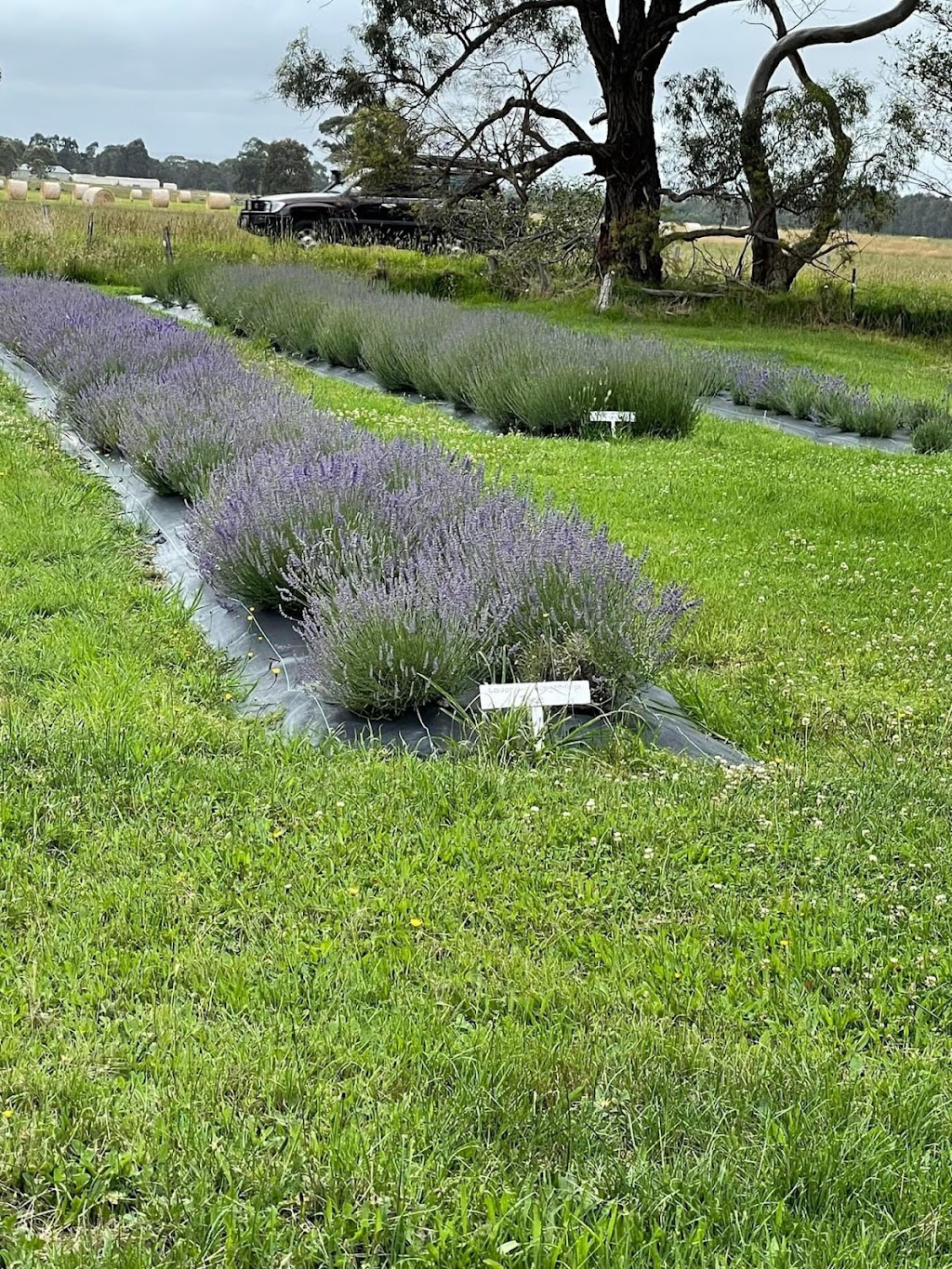 Glenvalley Lavender | 675 Traralgon-Maffra Rd, Glengarry VIC 3854, Australia | Phone: 0401 317 635