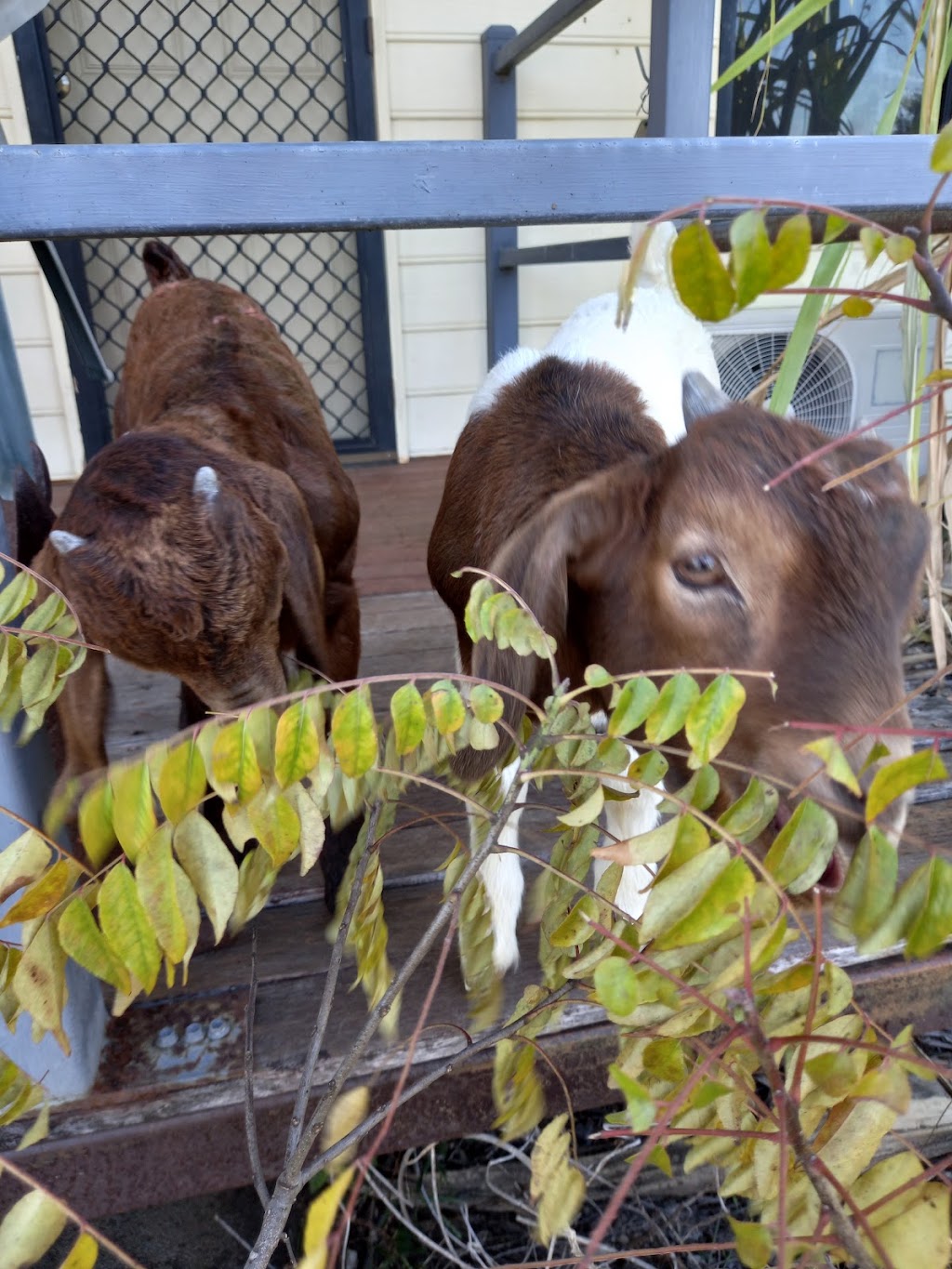 Bush Lemon Farm | 6 Bourkes Rd, Dows Creek QLD 4754, Australia | Phone: 0409 597 048