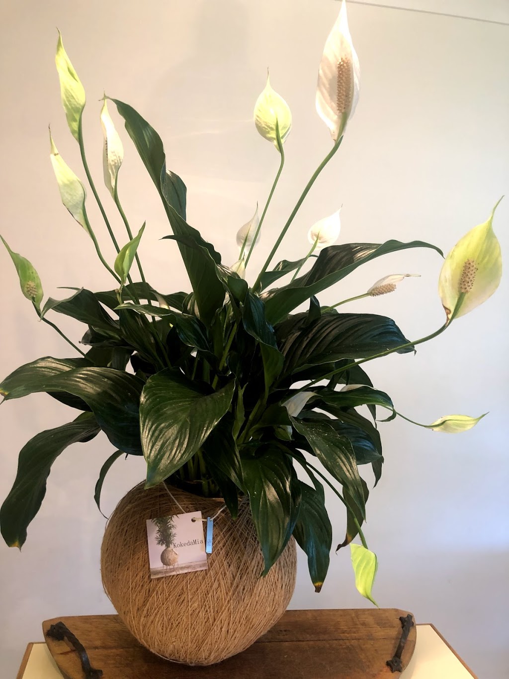 KokedaMia | florist | 28 Ian St, Greystanes NSW 2145, Australia | 0412852357 OR +61 412 852 357