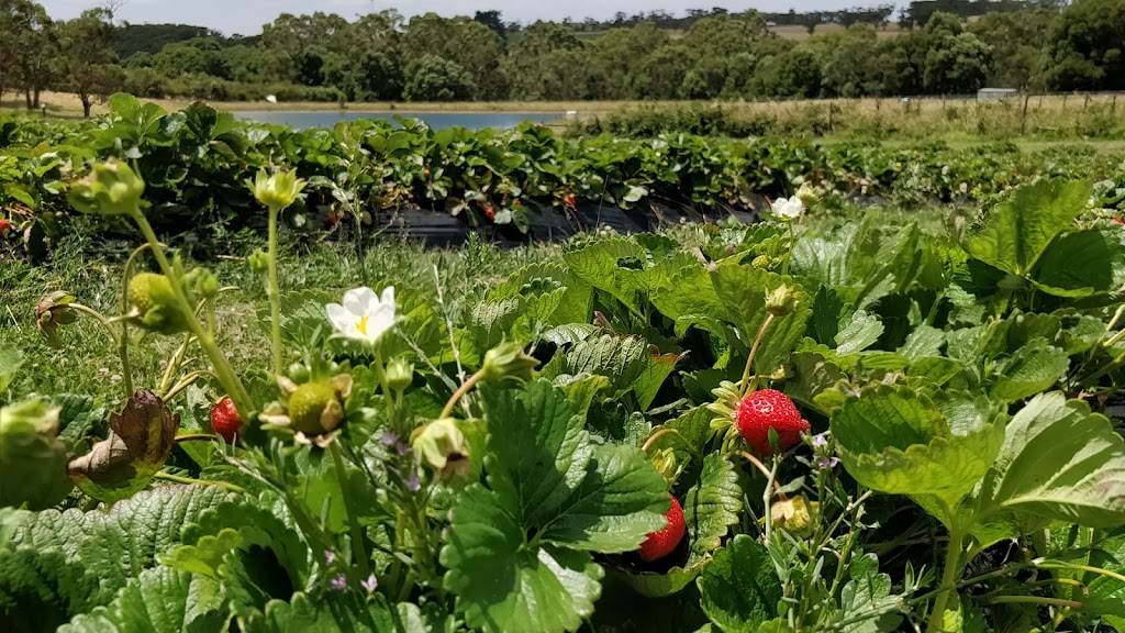 Berry World PYO Strawberries | cafe | 26 Egan St, Timboon VIC 3268, Australia | 0355983240 OR +61 3 5598 3240