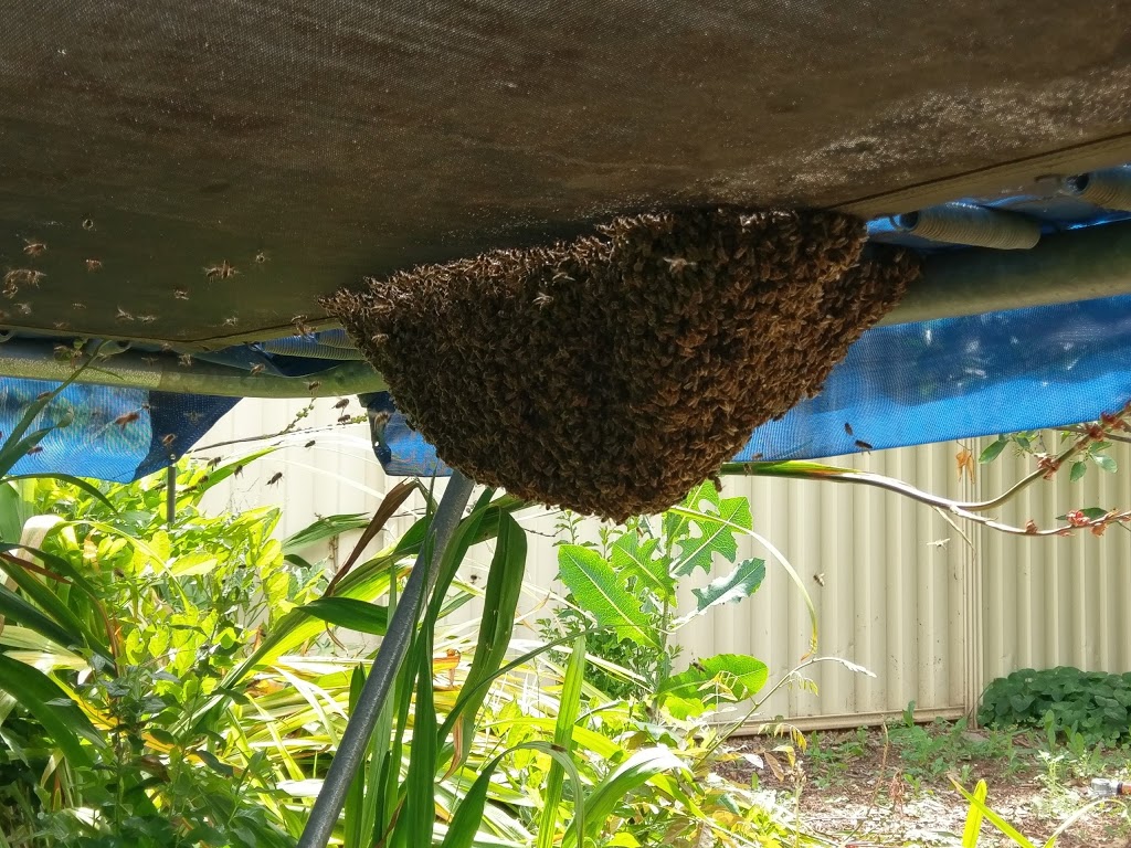 Bee & European Wasp Removal | home goods store | 116 Fenden Rd, Salisbury Park SA 5109, Australia | 0419838469 OR +61 419 838 469