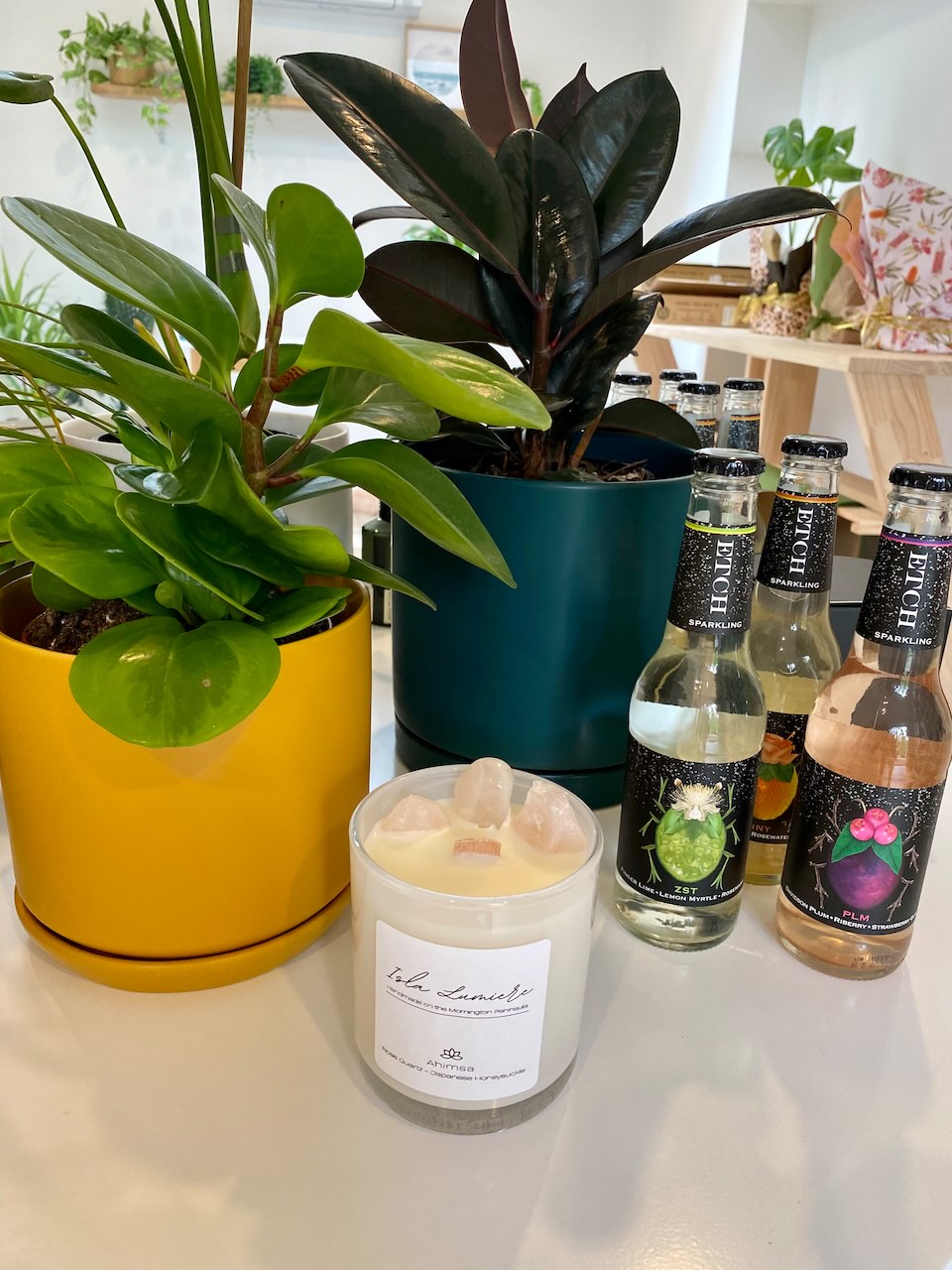 Willow & Soul Plant Co. | 40 Hopetoun Ave, Mount Martha VIC 3934, Australia | Phone: 0431 273 679