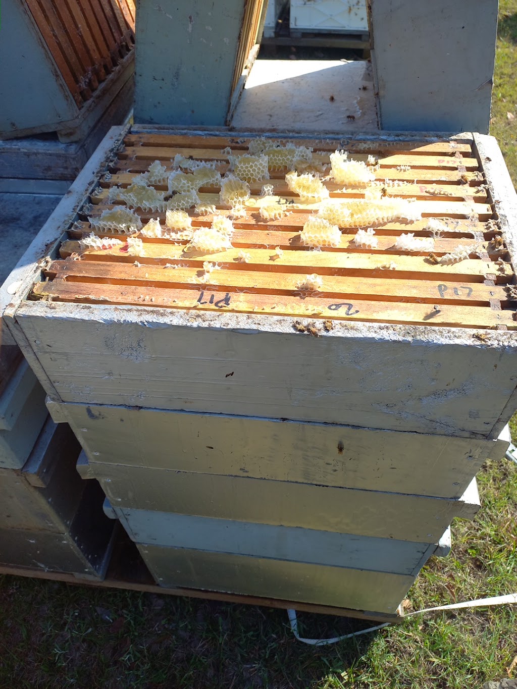 Prestons Honey | 544 Armidale Rd, Elland NSW 2460, Australia | Phone: 0429 697 204