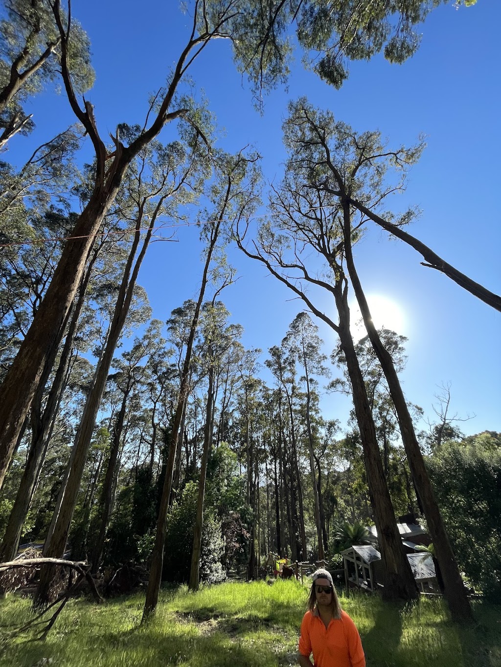 Clear Cut Tree And Timber Solutions | 234 Dead Horse Ln, Mansfield VIC 3722, Australia | Phone: 0433 387 191