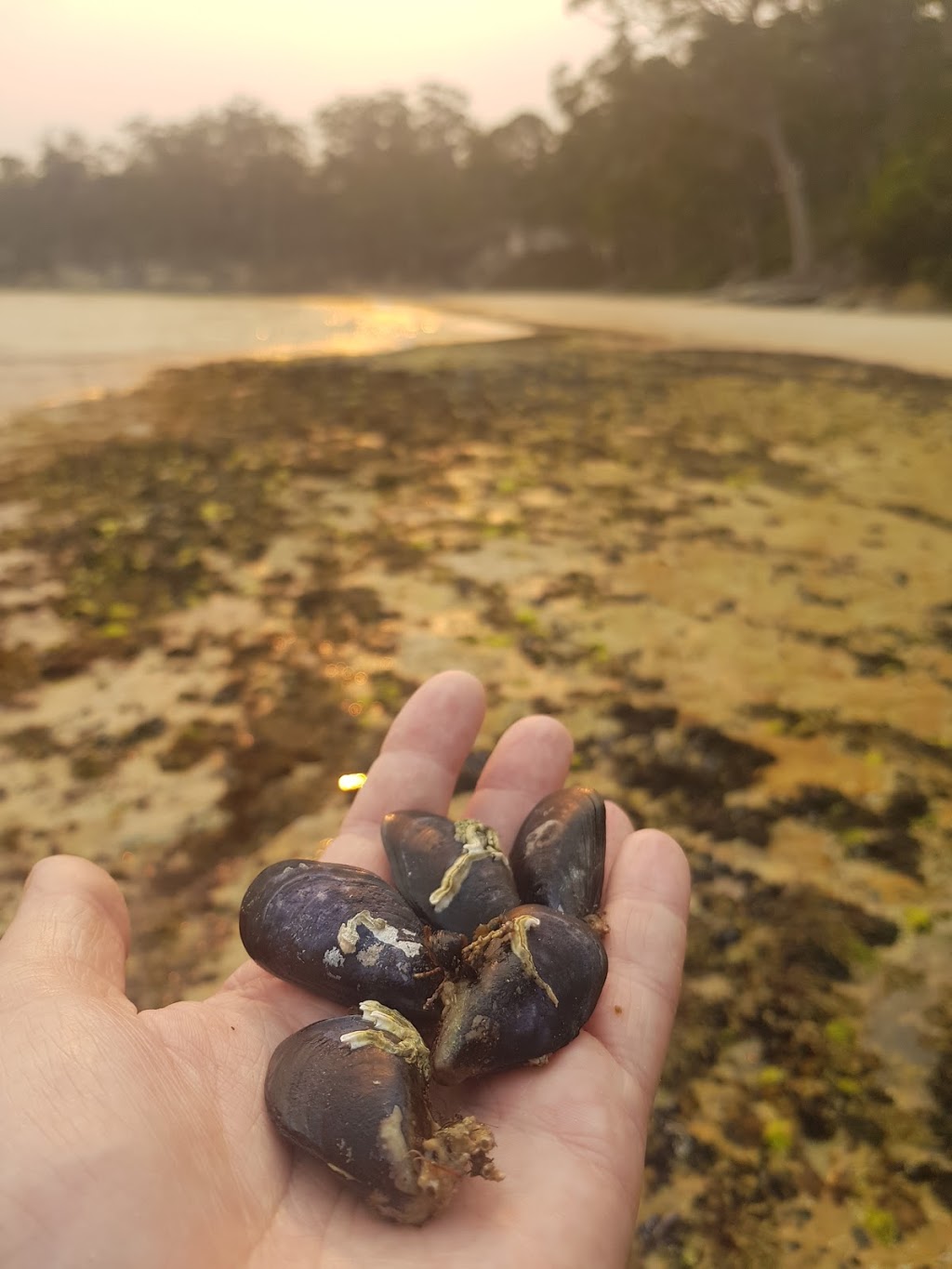 Mickeys Beach | park | Un-Named Rd, Eggs and Bacon Bay TAS 7112, Australia