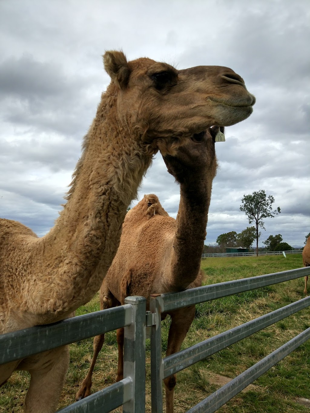 Summer Land Camels | cafe | 8 Charles Chauvel Dr, Harrisville QLD 4307, Australia | 0754671706 OR +61 7 5467 1706