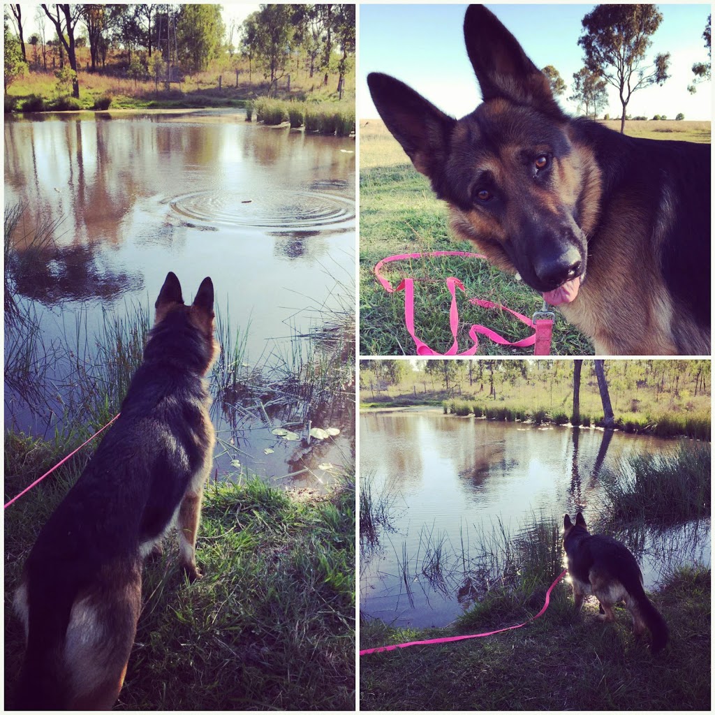 Grand Haven Pet Resort | lodging | 3974 Cunningham Hwy, Mutdapilly QLD 4307, Australia | 0754646266 OR +61 7 5464 6266