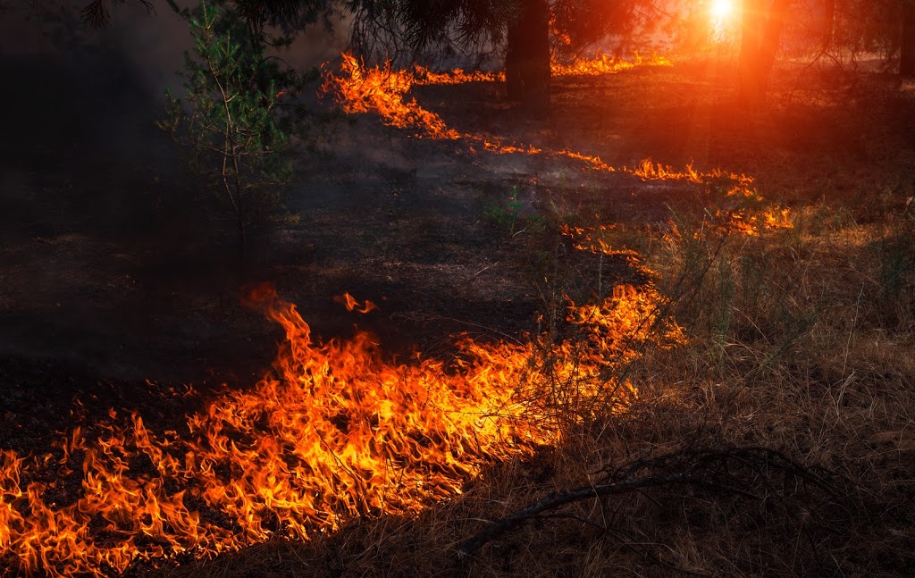 Bushfire and Environmental Management Consultancy | 9 Kiah Cl, Fingal Bay NSW 2315, Australia | Phone: 0408 667 137