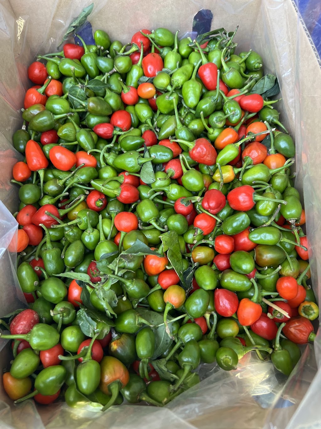 Healthy World | 9 Ellenbrae St, Orange NSW 2800, Australia | Phone: 0402 339 704