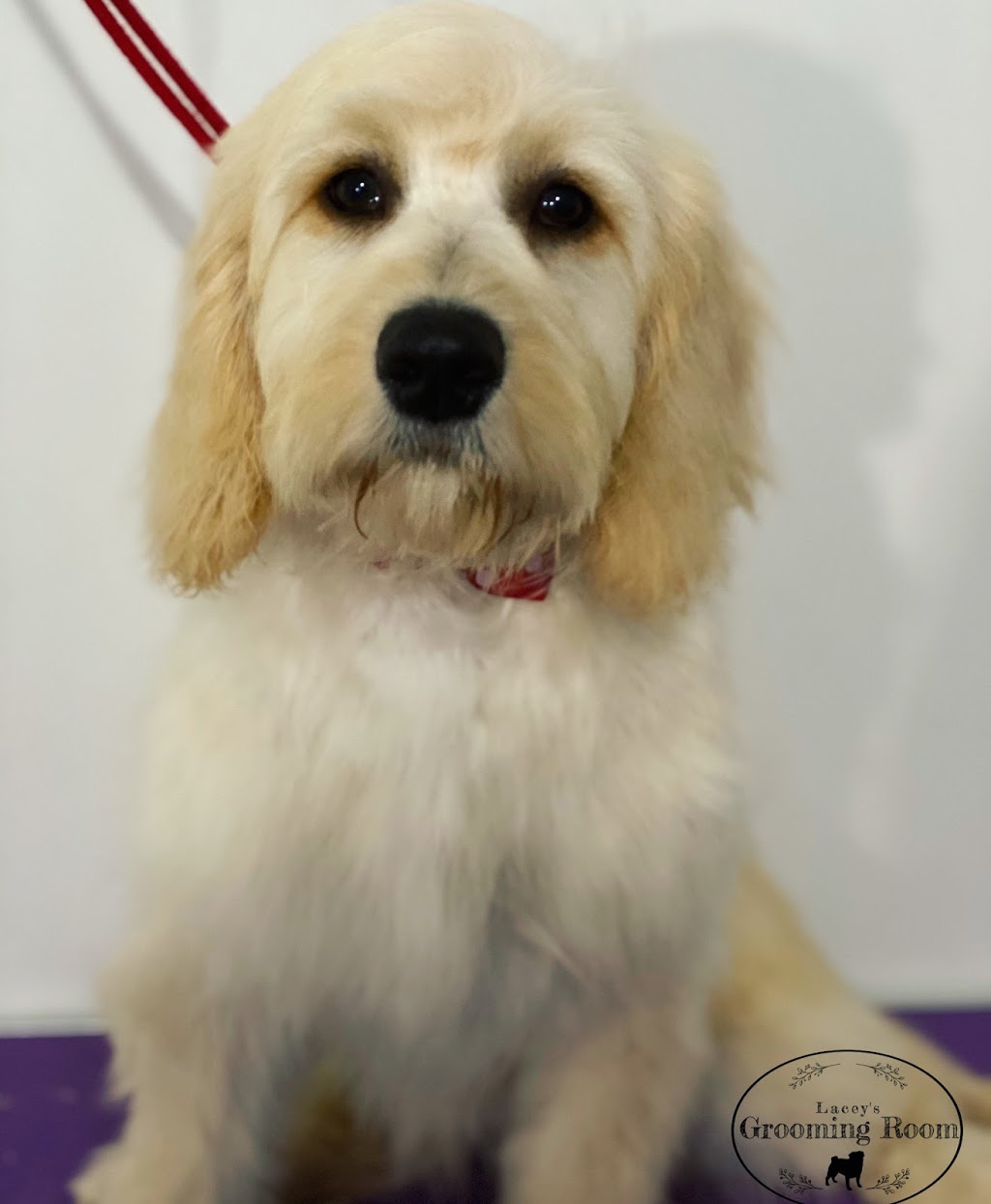 Lacey’s Grooming Room | 44 Noosa Cct, Armstrong Creek VIC 3217, Australia | Phone: 0490 417 876