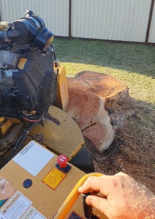 Proactive Arbor | 16 Mimosa Rd, Budgewoi NSW 2262, Australia | Phone: 0400 736 614