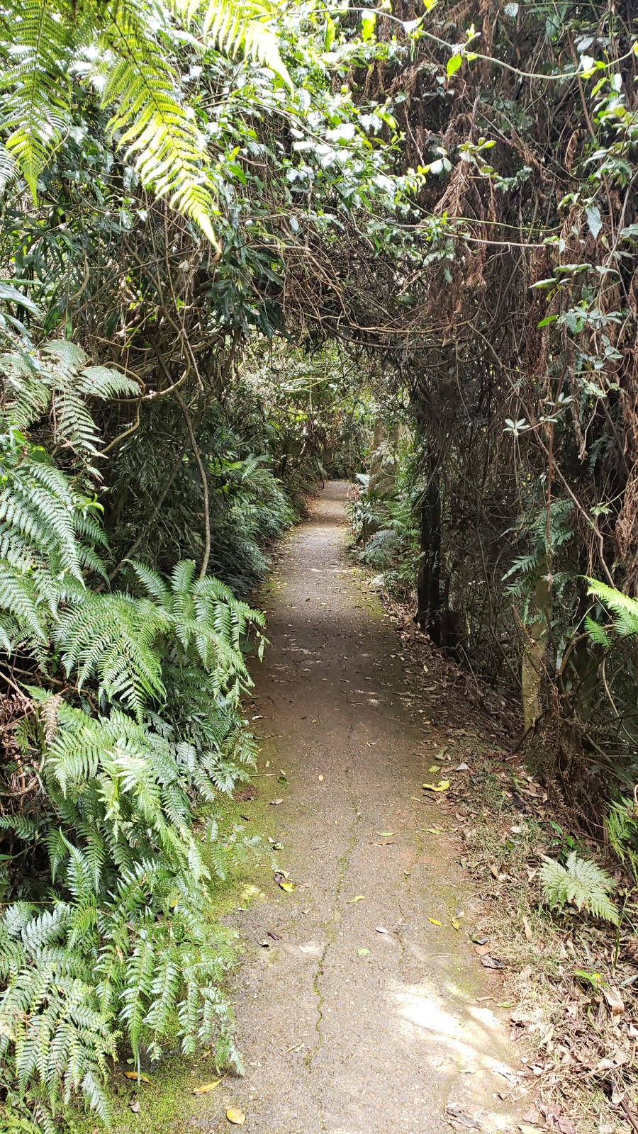 Walk With the Birds Boardwalk | park | Walk With the Birds, Dorrigo Mountain NSW 2453, Australia