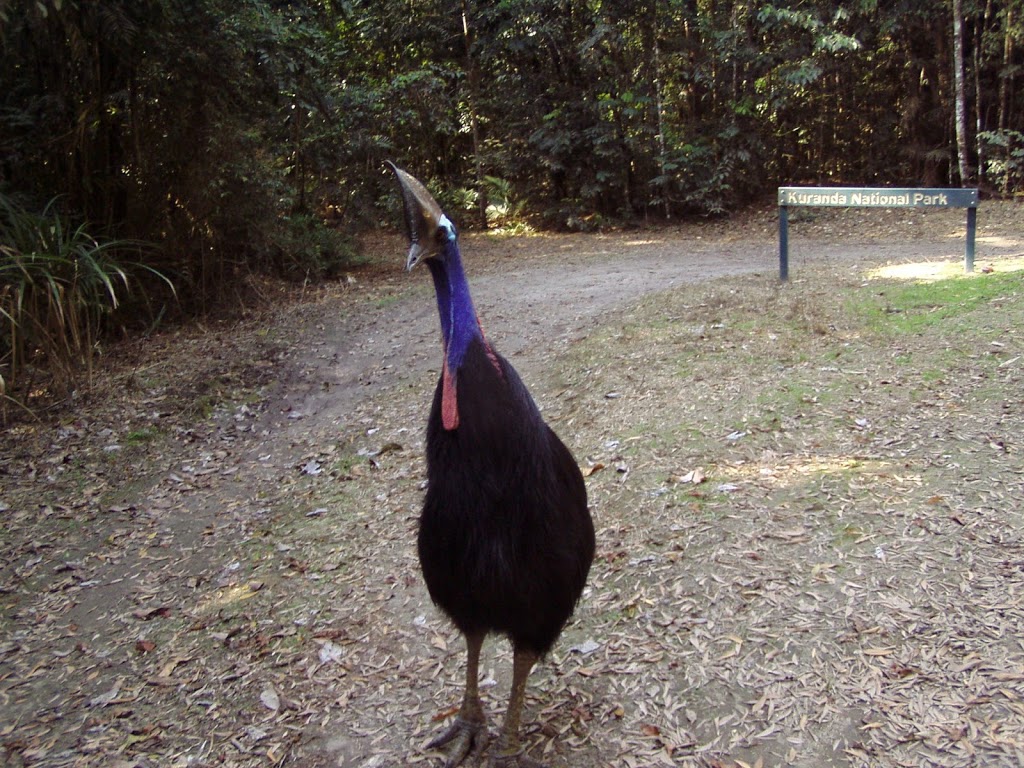 Kuranda National Park (Recovery) | park | Mona Mona QLD 4881, Australia