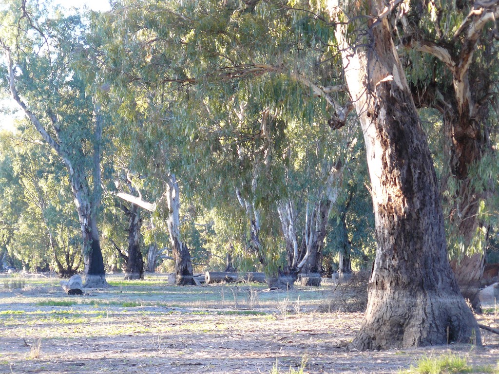 Bindara on the Darling | campground | Bindara, Tandou Rd, Menindee NSW 2879, Australia | 0880917412 OR +61 8 8091 7412