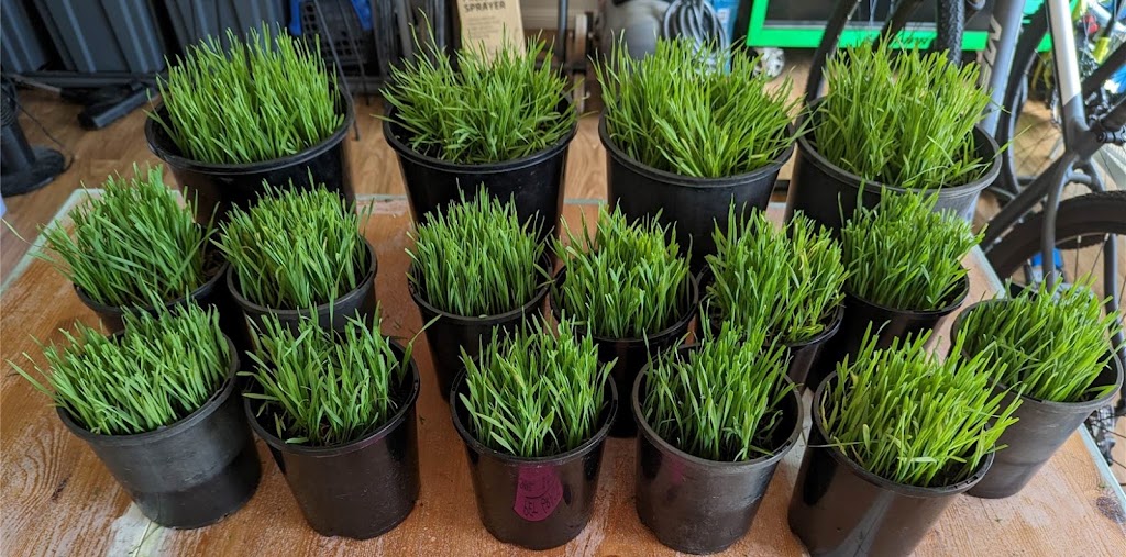 Potting Mad | 43 Fairlane St, Joyner QLD 4500, Australia | Phone: 0415 701 788