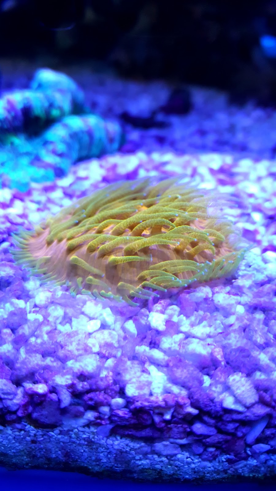Reef Secrets Aquariums | pet store | 2/9 Kortum Dr, Burleigh Heads QLD 4220, Australia | 0755356996 OR +61 7 5535 6996
