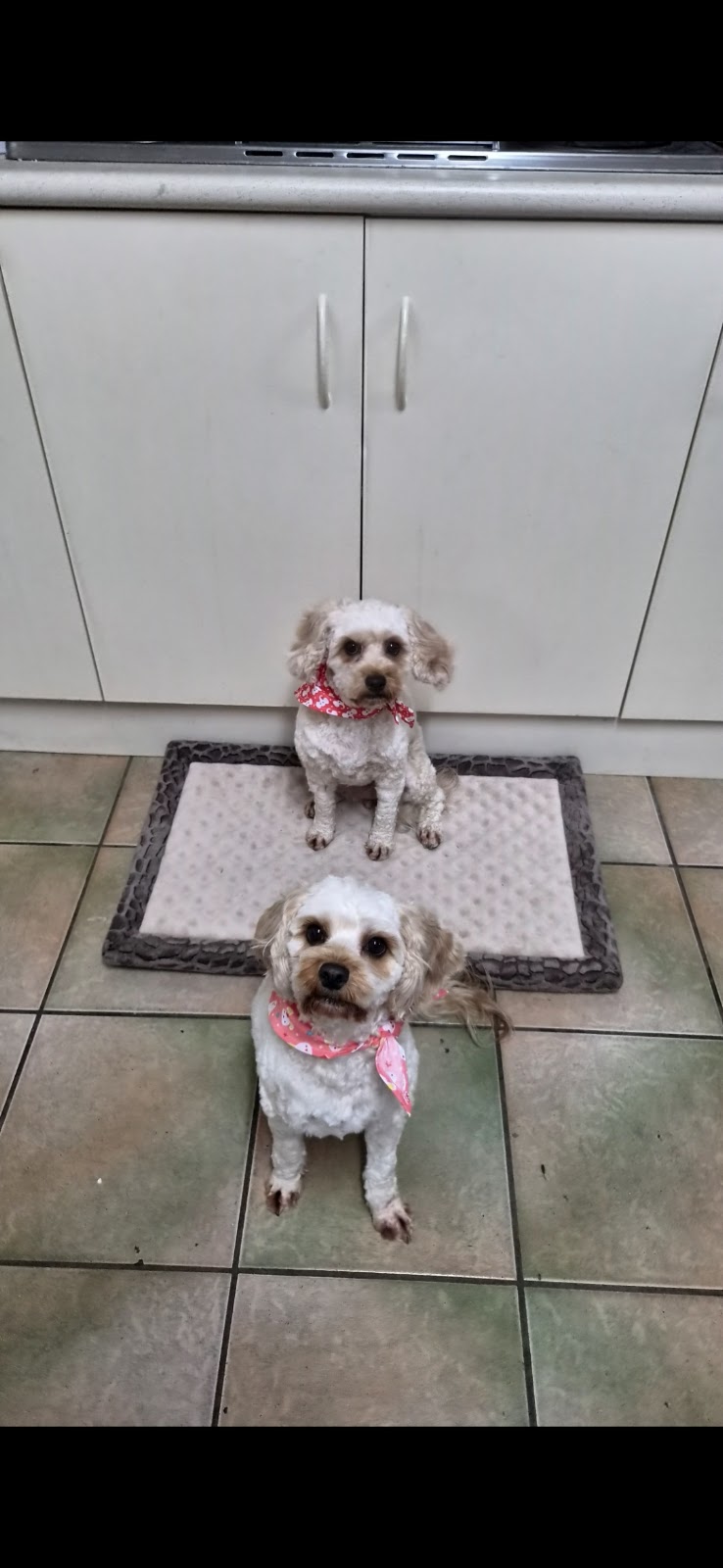 Tiny dog house grooming | Lovely Banks VIC 3213, Australia | Phone: 0432 609 963