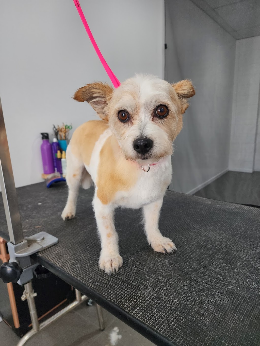 Picture Perfect Pets | shop 10 4/8 Walters St, Lowood QLD 4311, Australia | Phone: 0481 156 155