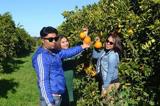 Schofields Orange Orchard |  | 42 Yarramundi Ln, Agnes Banks NSW 2753, Australia | 0411119701 OR +61 411 119 701