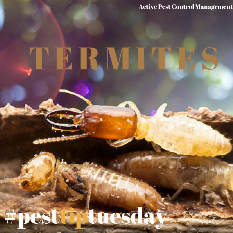 Active Pest Control Management - Pest & Termite Control | home goods store | 24 Thirroul Circuit, Prestons NSW 2170, Australia | 0426221296 OR +61 426 221 296
